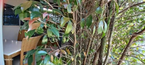a large tree with many branches and leaves at Hotel y Cabañas Parinzzi in Guatapé