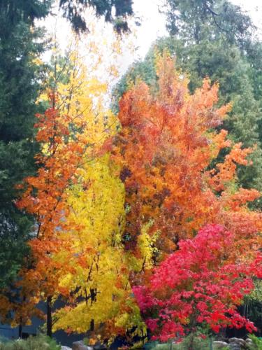 a group of trees in autumn colors at Cedar Ridge Retreat Lake Almanor in Lake Almanor