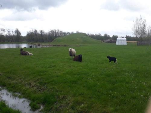 a group of sheep and cows in a grass field at 4 person holiday home in Ansager-By Traum in Ansager