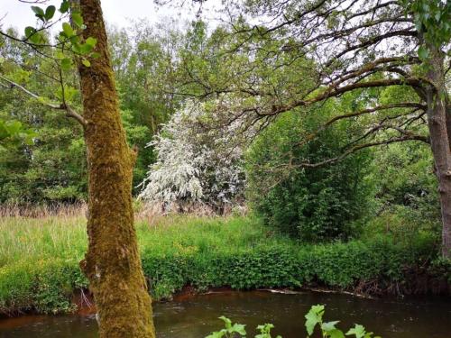 a creek in a wooded area with a tree in the foreground at 4 person holiday home in Ansager-By Traum in Ansager