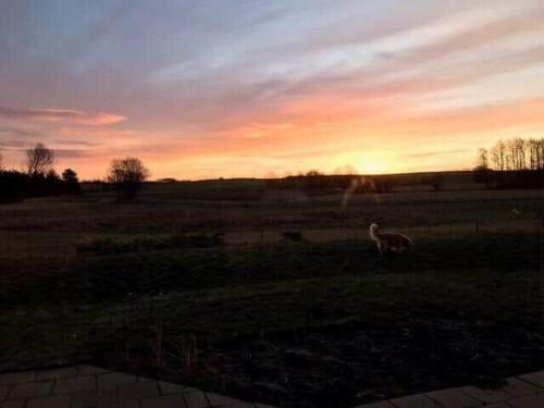 two sheep grazing in a field at sunset at 8014-Knebel-Rastestedet-16 in Knebel