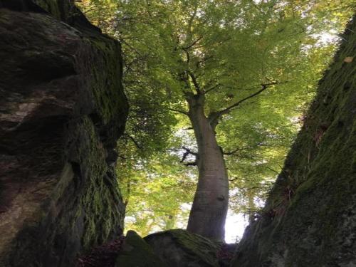 two trees in the middle of a forest at Tent Lodge near Echternach Nature Park in Echternacherbrück
