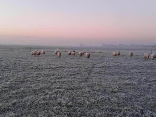 a herd of sheep standing in a field at Chalet by Water in Idskenhuizen Recreation Park in Idskenhuizen