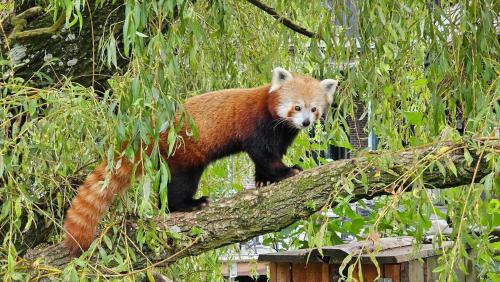 a red panda bear standing on a tree branch at 84127-Ebeltoft-Magevej-19 in Ebeltoft