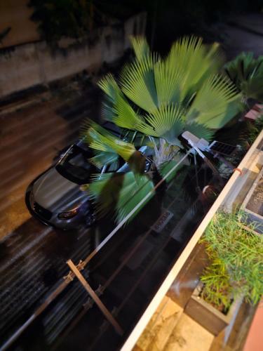 a car is parked next to a palm tree at Home RÉSIDENCE OUIDAH in Ouidah