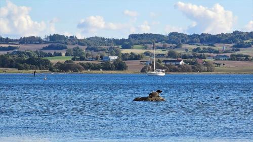 a bear sitting on a rock in the middle of a lake at 8117-Ronde-Strandvejen-93 in Rønde