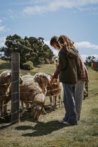 a woman is feeding sheep behind a fence at Iron Creek Bay Estate in Sorell