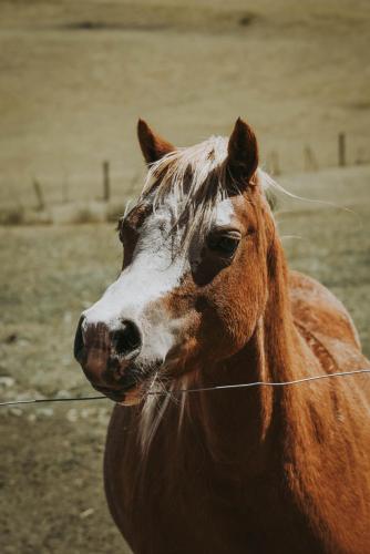 a brown horse standing next to a wire fence at Iron Creek Bay Estate in Sorell