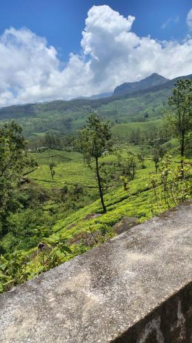 a view of a green field with a tree at Green porticos villa munnar #MUNNAR in Anachal
