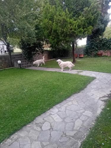 two sheep walking on a path in a yard at Meteora Grande luxury suite & spa villa in Kalabaka