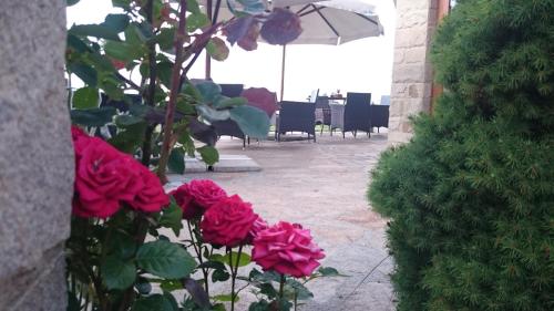 a group of roses in a garden with an umbrella at Family Hotel Eterno in Tsigov Chark