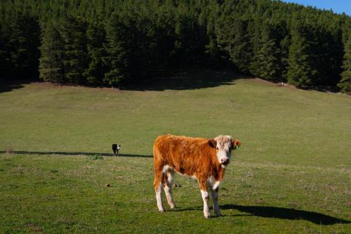 a brown cow standing in a green field at Sky High- iconic ridge-top retreat in Hepburn Springs