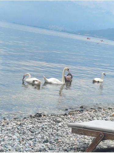 a group of swans swimming in a body of water at Hotel Justinian in Pogradec