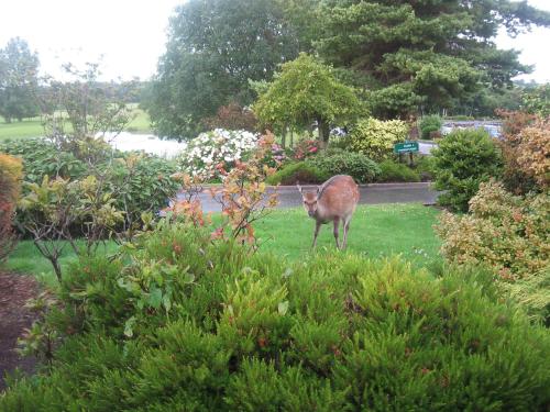 a deer standing in the grass in a garden at 19th Green Guesthouse in Killarney