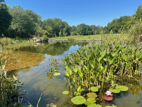 a pond with lilies and plants in the water at ChezLeMoulin Bed and Breakfast in Samouillan