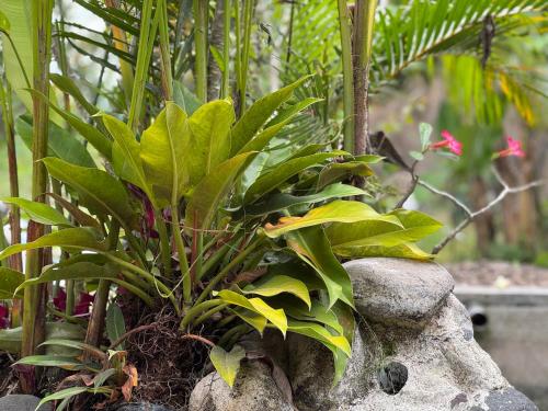 a rock with a plant on top of it at Lentera Lombok in Tetebatu