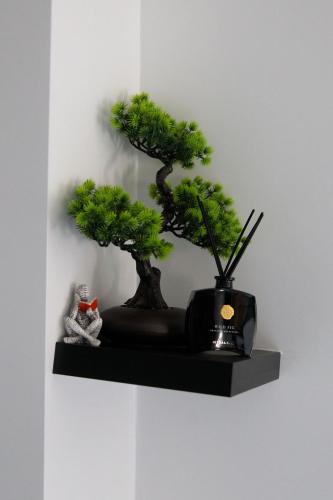 a shelf with two bonsai trees on a wall at SEE - Gare de Marly in Valenciennes