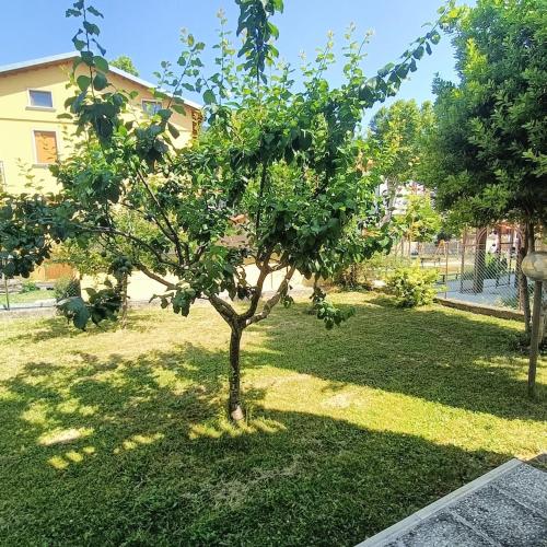 a small tree in the middle of a yard at Carpegna Green House in Carpegna