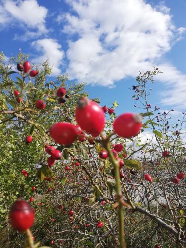 an apple tree with lots of red apples on it at Appartmenthaus Josefikeller in Podersdorf am See