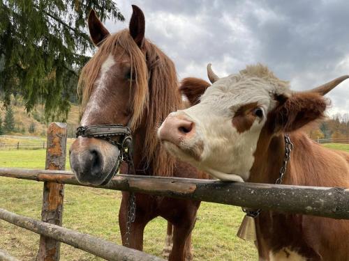 a horse and a cow standing next to a fence at Садиба Урочище Луг in Vorokhta