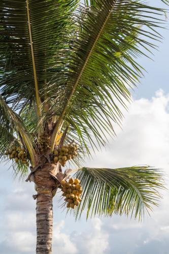 a palm tree with a bunch of fruit on it at KAPI Sebatu Villa in Tampaksiring