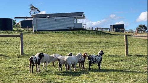 a group of sheep standing in a field at Banjos Cabin Gippsland - Luxury Eco Stay - King Bed, Pond Valley Views, Fireplace in Seaton