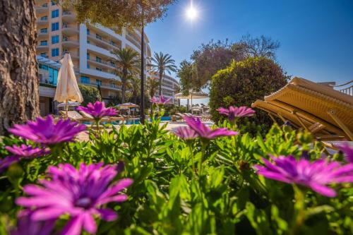 a group of pink flowers in front of a building at Radisson Blu Resort & Spa, Malta Golden Sands in Mellieħa
