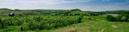 a green field with trees and a hill with a barn at CAMPY ECO HOUSE • EGER in Egerszólát