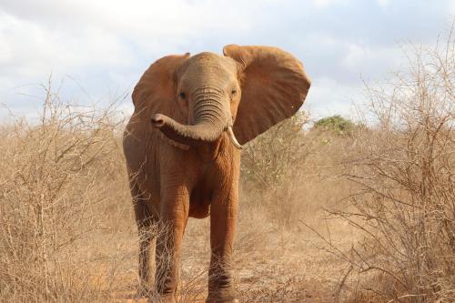 an elephant standing in a field of tall grass at Tausa Tsavo Eco Lodge in Voi