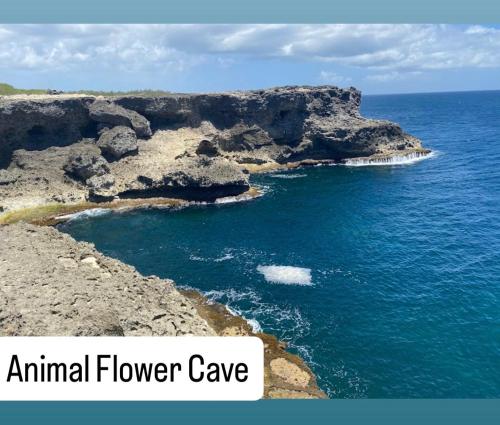 an animal flower cape with the words animal flower cave at T.Cole’s Holiday Rental in Saint James