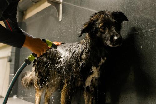 a person is washing a dog with a hose at ADEA Lifestyle Suites Fieberbrunn in Fieberbrunn