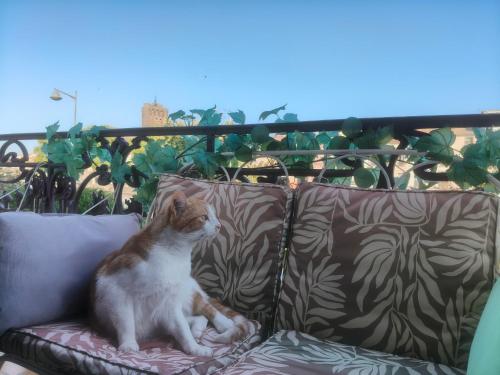 a brown and white cat sitting on a couch at AGDE Chambre d'Hôte in Agde