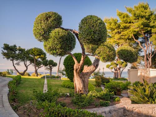 a tree in a park with bushes and trees at Aegean Melathron Thalasso Spa Hotel in Kallithea Halkidikis