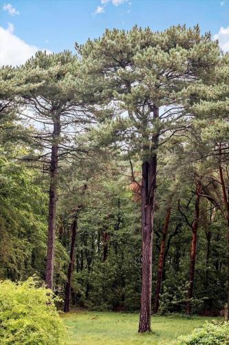 a large pine tree in the middle of a field at 1539-Liseleje-Skippervej-3 in Liseleje