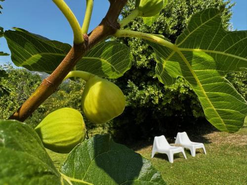 two white chairs sitting next to a tree with leaves at Vipava View Studio Apartments in Šempas