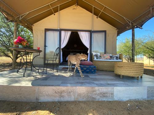 ein Gepard, der vor einem Zelt läuft in der Unterkunft Marquee Safari Tent lachenalias in Cederberg