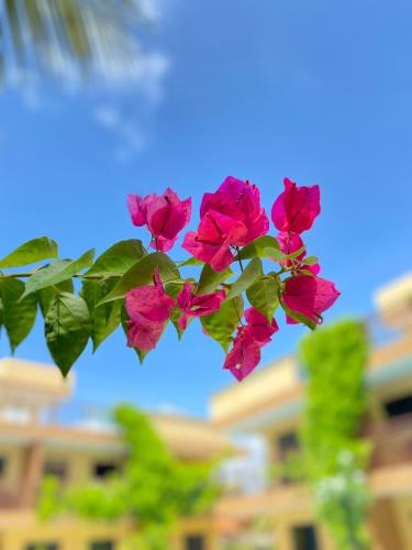 a group of pink flowers on a branch at Harmonia Flats in Pipa