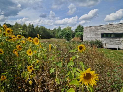 a field of sunflowers in front of a building at Sfeervol chalet midden in de natuur in Halle