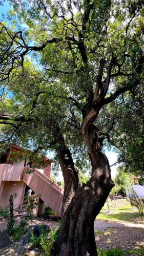 a large tree in front of a bridge at Tata Inti Complejo Serrano in Merlo