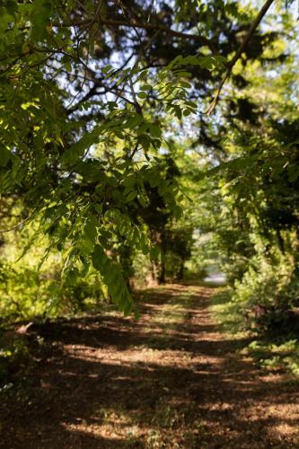 a tree lined path in a wooded area at I Pesci De Boschi in Borgo Priolo