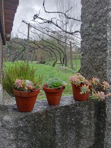 three potted plants sitting on a stone wall at VianasHome in Amarante