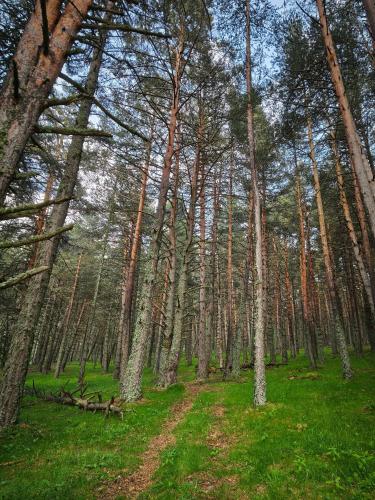 a forest with tall trees and a dirt road at Borda Cucut-HUT4-08181 in La Massana
