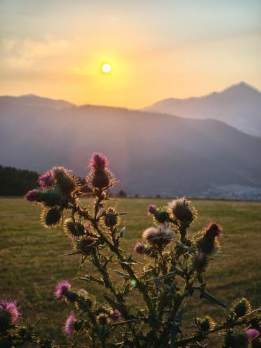a bush with flowers in a field at sunset at Borda Cucut-HUT4-08181 in La Massana