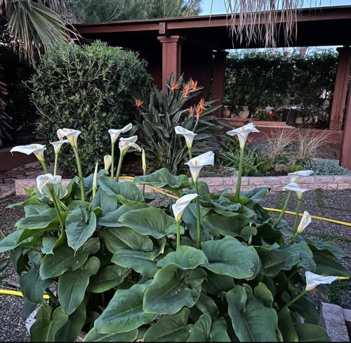 Jardín al aire libre en Una Civetta al Mare