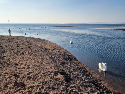 a group of birds on the shore of a body of water at The Old Rectory in Largs
