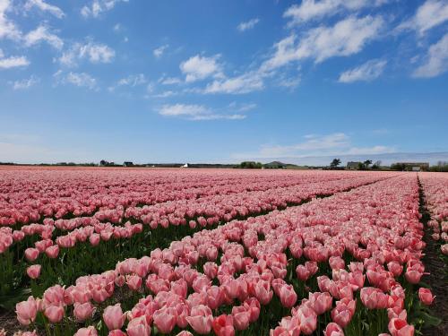 a field of pink tulips in a field at Shepherd's hut De Skoeboet in Sint Maartensbrug