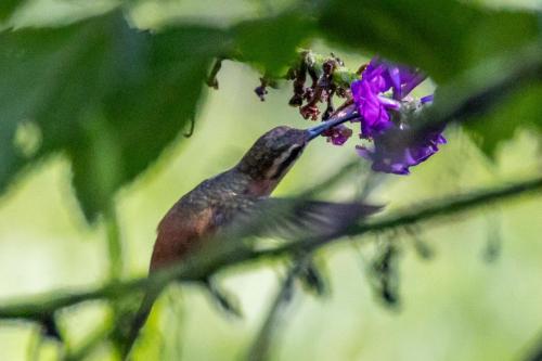 a bird sitting on a purple flower at Tambopata Edosikiana Ecolodge in Tambopata