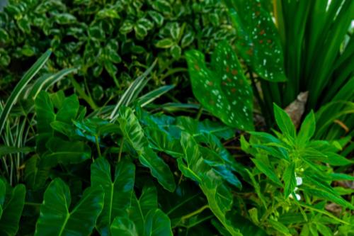 a group of green plants with raindrops on them at Seabird - Villa 6 in Placencia Village