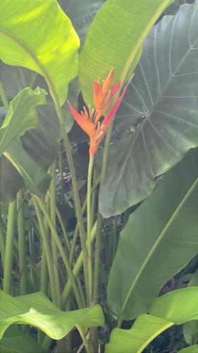 a red flower on a plant with green leaves at Le Jasmin de nuit Chalet , SPA Privatif in Les Abymes