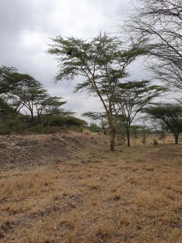 a tree in the middle of a field at Kitengela Cabin in Kajiado